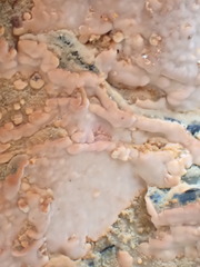 Gloiothele lactescens