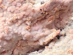 Gloiothele lactescens