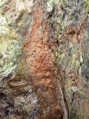 Gloiothele lactescens