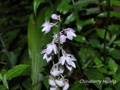 Calanthe aristulifera