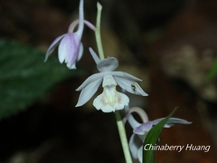 Calanthe aristulifera
