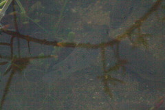 Sarotherodon melanotheron