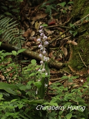 Calanthe aristulifera