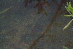 Sarotherodon melanotheron