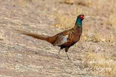 Phasianus colchicus mongolicus