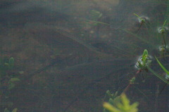 Sarotherodon melanotheron