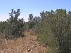 Argania spinosa