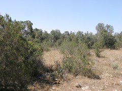 Argania spinosa