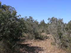Argania spinosa