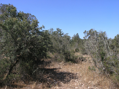Argania spinosa