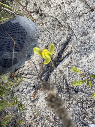 Albuca aurea