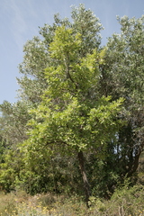 Quercus ithaburensis macrolepis