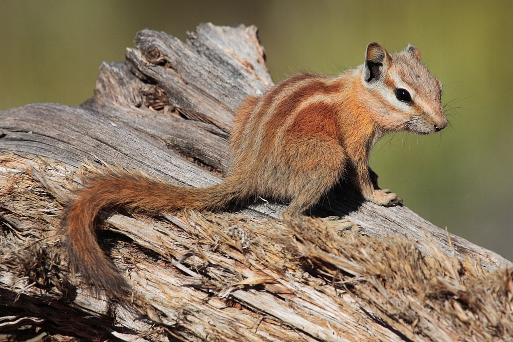Squirrels