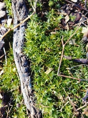 Atrichum angustatum
