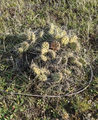 Opuntia × columbiana