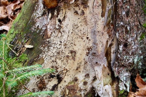 Representative image of Hyphodontiaceae