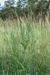 Atriplex intracontinentalis