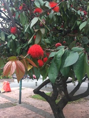 Calliandra trinervia