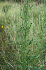 Atriplex intracontinentalis