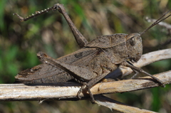 Xyleus discoideus discoideus