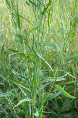 Atriplex intracontinentalis