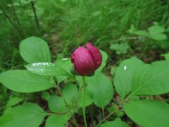 Paeonia obovata