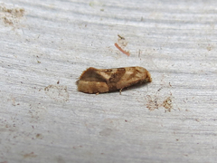 Gynnidomorpha romonana