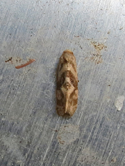 Gynnidomorpha romonana