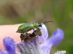Diabrotica longicornis