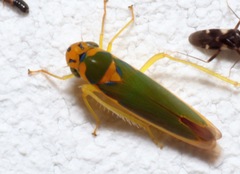 Catagonalia conjunctula