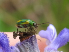 Diabrotica longicornis