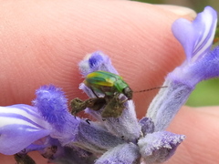 Diabrotica longicornis