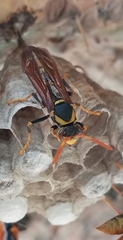 Polistes xanthogaster