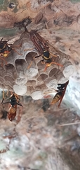 Polistes xanthogaster