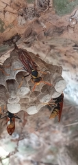 Polistes xanthogaster