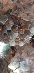 Polistes xanthogaster