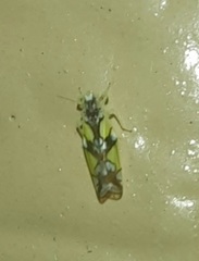 Protalebrella conica