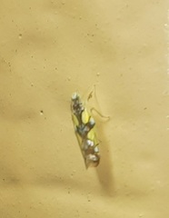 Protalebrella conica