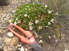 Linochilus colombianus