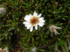 Linochilus colombianus