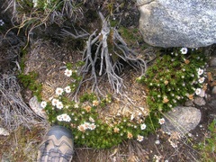 Linochilus colombianus