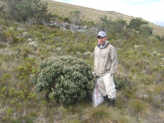 Linochilus phylicoides