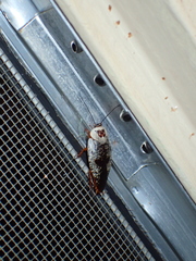 Gyna caffrorum