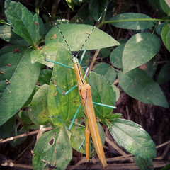 Tithonophasma tithonus