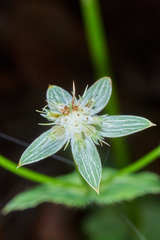 Eryngium ghiesbreghtii