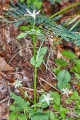 Eryngium ghiesbreghtii