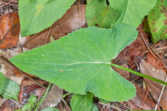 Eryngium ghiesbreghtii
