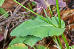 Eryngium ghiesbreghtii