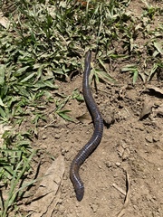 Gymnophiona