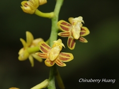 Cleisostoma paniculatum